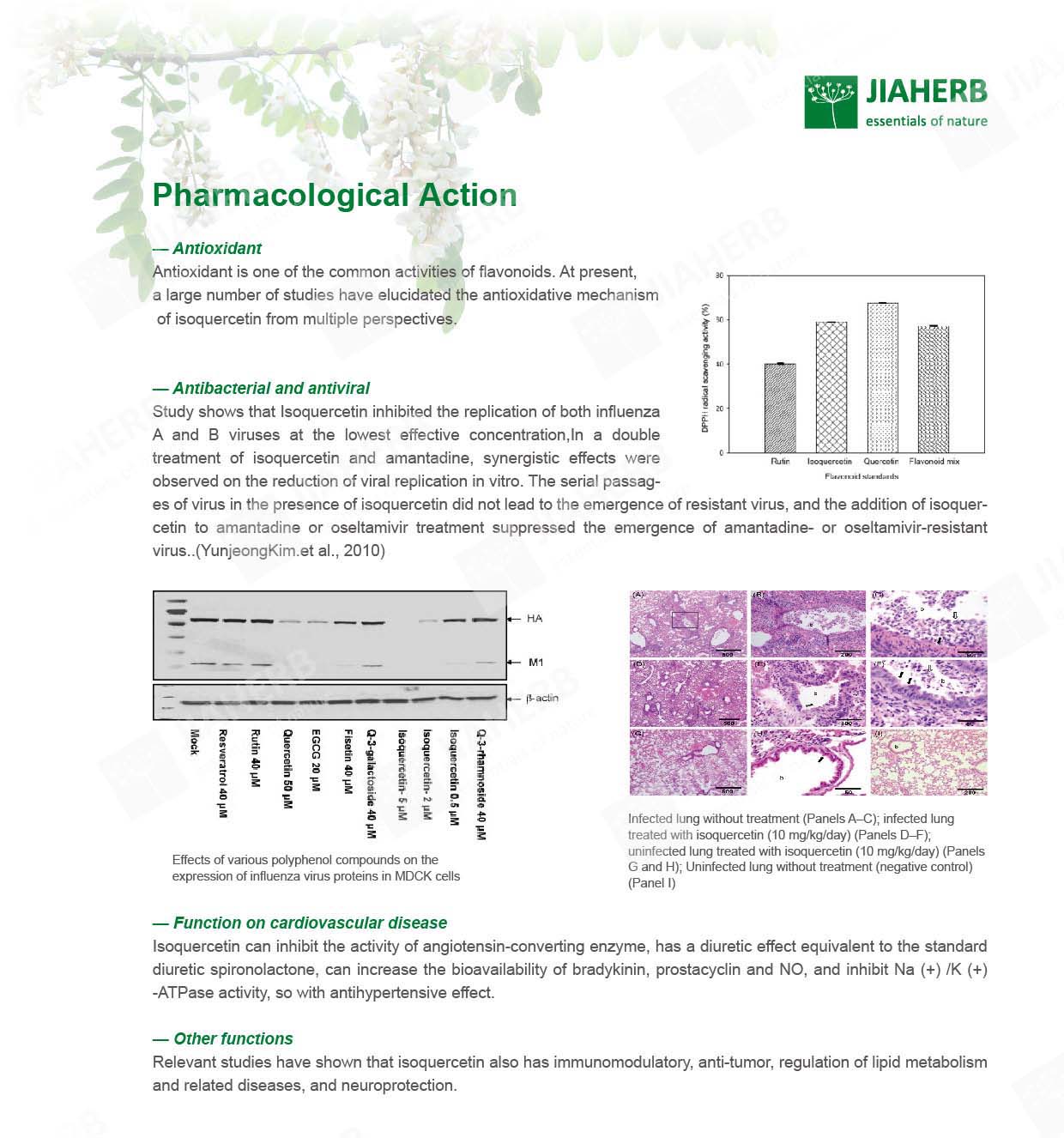 3 异槲皮素-EN-02 拷贝.jpg